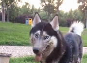 爱游戏体育平台-柏林赫塔主场失分，沉迷降级泥潭难自拔的简单介绍